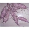 供应精品紫薯种苗 日本紫薯王