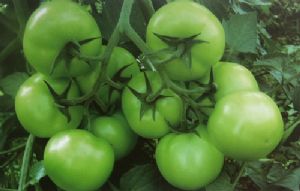 供应耐特1号-番茄种子