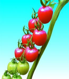 供应安特娇二号F—番茄种子