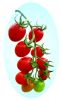 供应安德利二号F1—高档抗TY红色小番茄种子
