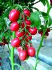 供应千穗F1—高档粉果小番茄种子