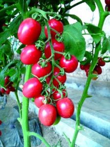 供应千穗F1—高档粉果小番茄种子
