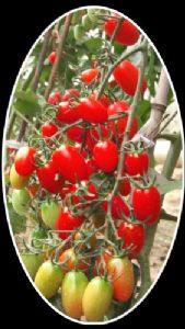 供应丹红F1—优质红色小番茄种子