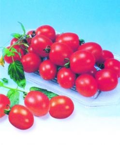 供应台湾新千禧F1—番茄种子