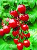 供应台南红丽F1—番茄种子