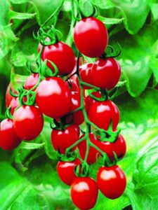 供应台南红丽F1—番茄种子