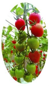 供应台南红丽二号F1—番茄种子
