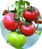 供应博粉三号F1—番茄种子