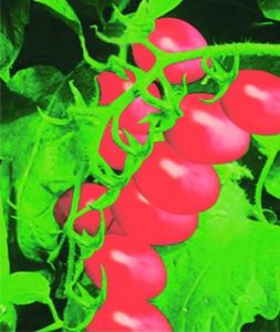 供应安德利F1—高档短椭红色小番茄种子