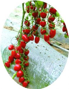 供应俏佳人F1—优质红果小番茄种子
