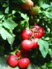 供应博粉二号F1—番茄种子