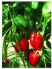供应红欧娜F1(进口高档绿转红甜椒)—甜椒种子