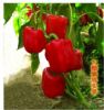 供应红罗娜F1(进口高档绿转红甜椒）—甜椒种子