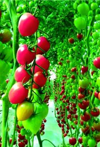 供应千粉1106—小番茄种子