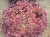 供应紫莎-莴苣种子
