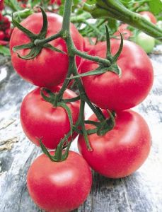 供应欧宝二号—番茄种子