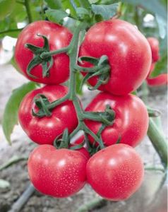 供应瑞星六号—番茄种子