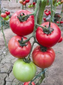 供应瑞星华冠—番茄种子