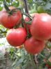 供应粉蒂8号—番茄种子