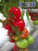 供应红宝珠—番茄种子