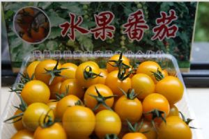 供应金珠—番茄种子
