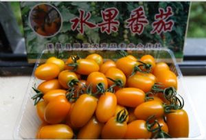 供应金冠—番茄种子