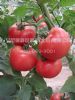 供应丽粉107-番茄种子