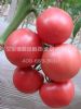 供应丽粉104-番茄种子