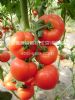 供应红丽302-番茄种子