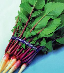 供应紫红色叶大根—萝卜种子