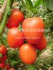 供应欧罗曼-番茄种子