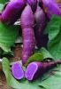 供应紫色地瓜
