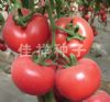 供应拉斐尔—粉色大果番茄种子