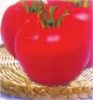 供应丽红—番茄种子