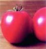 供应美嘉—番茄种子