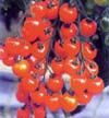 供应串串红-番茄种子