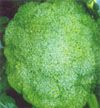供应绿宝75—青花菜种子