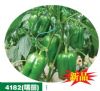 供应4182 （瑞丽）—甜椒种子
