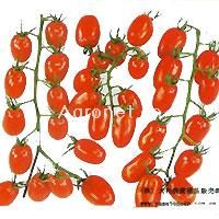 供应红玉—番茄种子