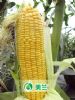 供应“美玉甜2008”超甜玉米—玉米种子
