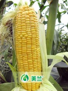 供应“美玉甜2008”超甜玉米—玉米种子