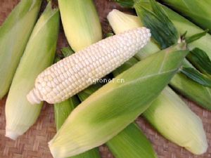 供应美玉（糯）1号—玉米种子