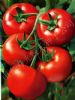 供应以色列197番茄—番茄种子