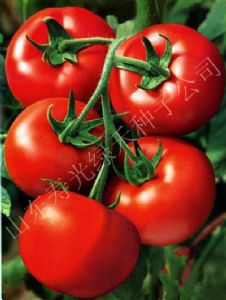 供应以色列197番茄—番茄种子