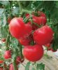 供应粉德宝番茄—番茄种子