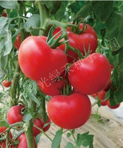 供应粉德宝番茄—番茄种子