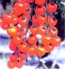 供应龙珠—番茄种子