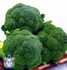 供应绿蒂西—青花菜种子