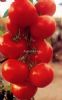 供应法国曼卡—番茄种子