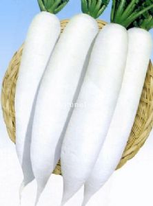 供应白玉王春—萝卜种子